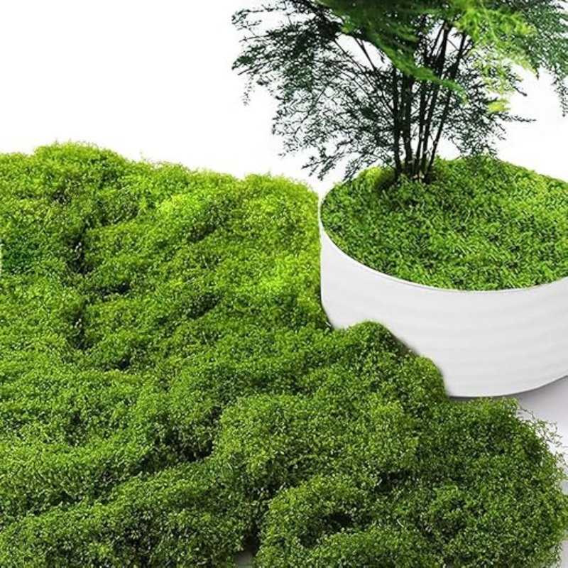 717wyLWiuhL._AC_SX522_