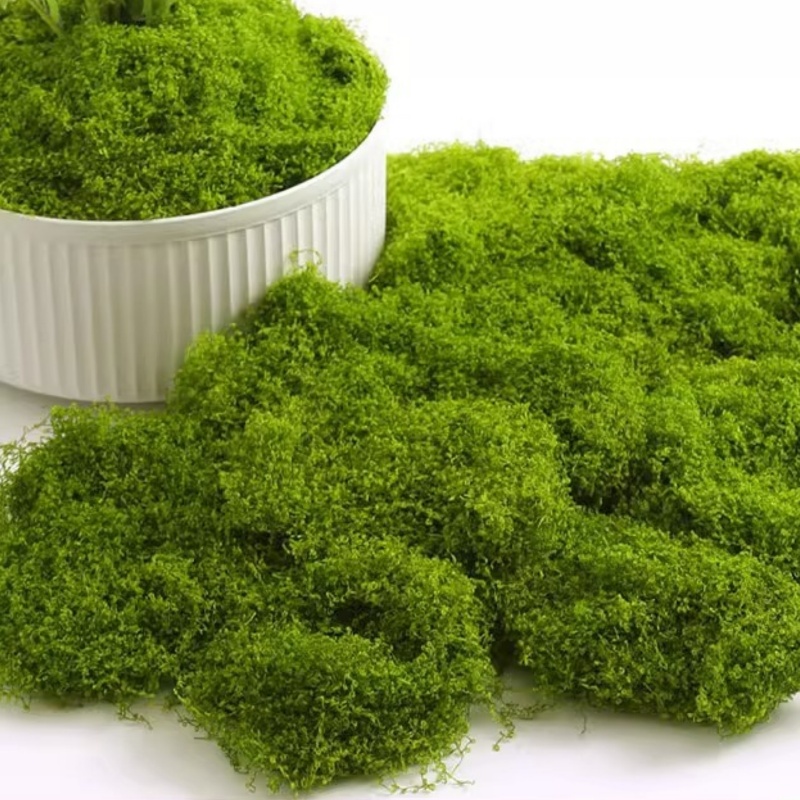 O1CN01PFf6Xj1LHXTHOQ5rE_!!3848181274-0-cib